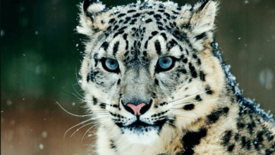 Wallpaper:72c0q-Huof4= Snow Leopard