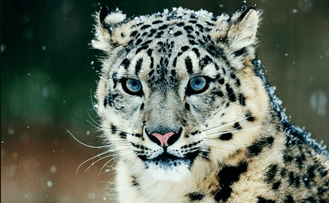 Wallpaper:72c0q-Huof4= Snow Leopard