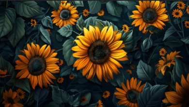 Wallpaper:68aojup7f_0= Sunflower Background