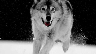 Wallpaper:5z1esso7hiq= Wolfs