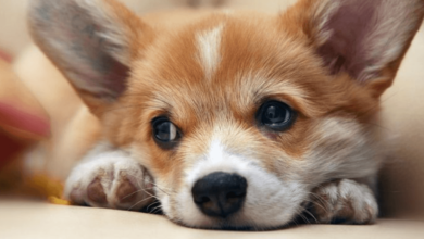 Wallpaper:9hxlkjepa6u= Cute:9hxlkjepa6u= Corgi